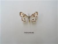 藏品(粉蝶燈蛾)的圖片